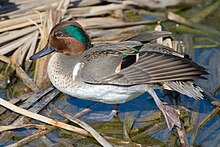 American teal duck (male)