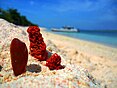 Photo of a Pink Coral at Great Santa Cruz Island