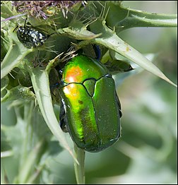 Un Protaetia cuprea iridiscente alimentándose sobre un cardo