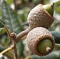 Quercus ilex - Holm Oak - Steineiche (Follonica / Tuscany)