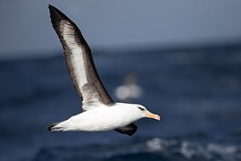 Thalassarche impavida 2 - SE Tasmania