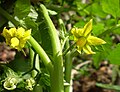 Tomato flowers001