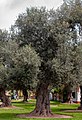 Olive tree