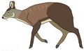 white-bellied musk deer