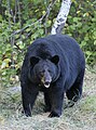 Baribal (Ursus americanus)