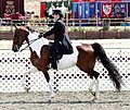 Category:National Show Horse