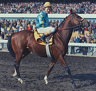 Photo d'un cheval bai et son jockey marchant sur la piste d'un hippodrome.