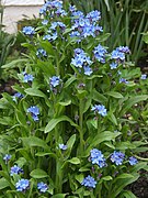 Forget-me-not (Myosotis)