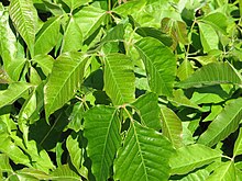 Photograph of green poison ivy leaves