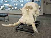 Il cranio di un elefante africano maschio in mostra al Museo di Osteologia, Oklahoma City