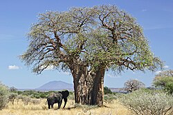 Baobabs un āfrikas zilonis