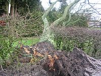 arbre abattu par la tempête