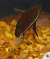 Adephaga/Dytiscidae (mbawakawa-maji mbuai Cybister fimbriolatus)