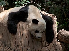 Gao Gao, San Diego Zoo