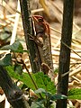 A Lizard taking sun light,Nepal