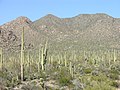 Saguaro National Park, near Tucson, Arizona