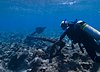 TWO BROTHERS (New England whaling ship) Shipwreck