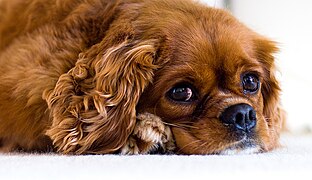 Ruby Cavalier King Charles Spaniel