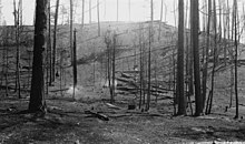 Black and white photograph of charred pine trees in a forest.