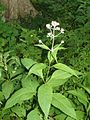 Joe-Pye weed with 3-fold symmetry