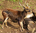 Visayan spotted deer