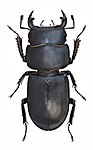 Dorcus parallelipipedus male