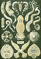 Image 17 Flatworms Credit: Ernst Haeckel, Kunstformen der Natur (1904) The flatworms, flat worms, Platyhelminthes, or platyhelminths (from the Greek πλατύ, platy, meaning "flat" and ἕλμινς (root: ἑλμινθ-), helminth-, meaning "worm") are a phylum of relatively simple bilaterian, unsegmented, soft-bodied invertebrates. Being acoelomates (having no body cavity), and having no specialised circulatory and respiratory organs, they are restricted to having flattened shapes that allow oxygen and nutrients to pass through their bodies by diffusion. The digestive cavity has only one opening for both ingestion (intake of nutrients) and egestion (removal of undigested wastes); as a result, the food can not be processed continuously. (Full article...) More selected pictures