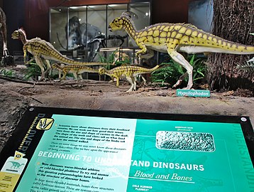 [Hypsilophodon foxii life size model on display