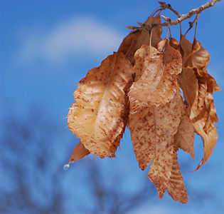 Quercus acutissima (Sawtooth Oak), leaves