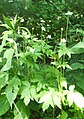 Anemone virginiana (thimble weed)