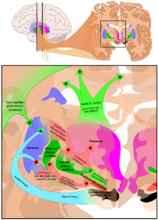 Basal ganglia without Parkinson's disease.png. (Derived from Basal ganglia circuits.svg with small change)