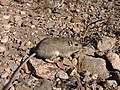 rock pocket mouse