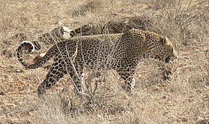 Một con báo đực ở khu bảo tồn Samburu, Kenya