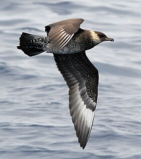 Поморник середній (Stercorarius pomarinus)