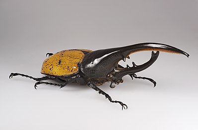 O escaravello hércules, Dynastes hercules ecuatorianus, é o máis longo de todos os escaravellos