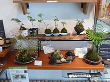 Fleuriste spécialisé en kokedama à Kyoto - Japon