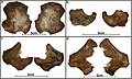 Burial 17 - Pelvis and scapulas that were part of the bundle deposited next to the adult cranium,