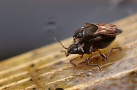 Microvelia reticultata in copula