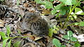 silver mountain vole