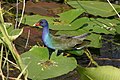 American purple gallinule found in Everglades National Park, Florida, USA