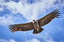 Andean condor soaring over southern Peru's Colca Canyon