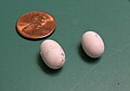 Ground skink eggs.