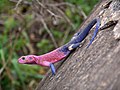 Image 18 Agama mwanzae Photo: Christian Mehlführer The Mwanza Flat-headed Agama (Agama mwanzae) is a species of lizard native to Tanzania, Rwanda, and Kenya. The male's head, neck and shoulders are bright red or violet, while the body is dark blue. The female is mostly brown and is difficult to distinguish from other female agamas. More selected pictures