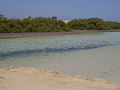 Mangroves in the Ras Mohammed National Park, Sinai, Egypt