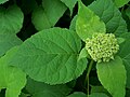 Wild Hydrangea v. Annabelle Hydrangea arborescens