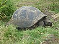 Tortuga gegant a Santa Cruz (Galápagos) - Chelonoidis nigra