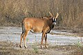 Image 13 Roan antelope Photograph credit: Charles James Sharp The roan antelope (Hippotragus equinus) is a species of savanna antelope found in western, central and southern Africa. Named for its reddish-brown coat, it has a black face with white patches around the eyes and the mouth, and a short erect mane of greyish brown hair extending from the back of the neck to the rump. This roan antelope, of the subspecies H. e. koba, was photographed in Senegal; the subspecies's range extends from Senegal to Benin in western Africa. More selected pictures