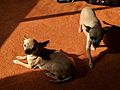 Two brown chihuahua dogs.