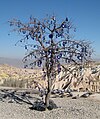 Tree with nazars in Cappadocia, Turkey