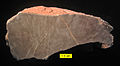 Chaetetid cross-section, Bird Spring Formation (Upper Carboniferous) of southern Nevada.